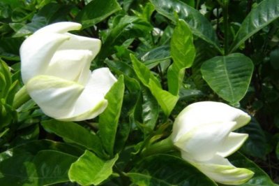 刚买回来的栀子花怎么养？
