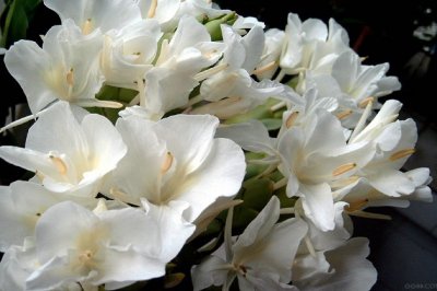 姜花有毒吗？姜花可以放室内房间养殖吗？姜花能放在卧室吗？
