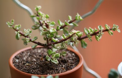 多肉植物雅乐之舞掉叶子怎么办？