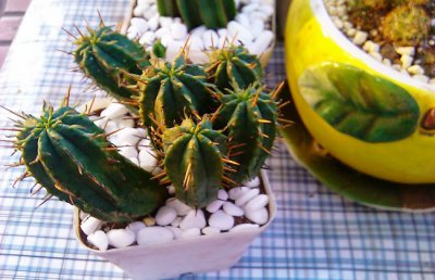 红彩阁（火麒麟）的养殖方法 多肉植物红彩阁会开花么？