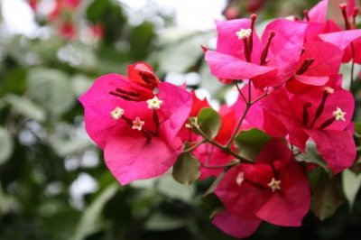 三角梅的修剪方法