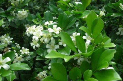 九里香烂根怎么办