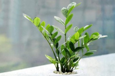 金钱树怎么养才茂盛