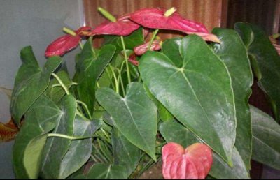 红掌叶片下垂怎么补救？