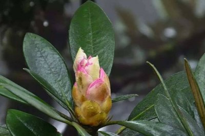 杜鹃花不开花怎么回事