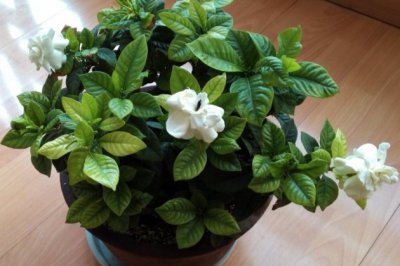 栀子花叶子卷边怎么办