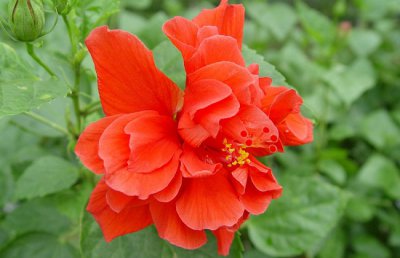 扶桑花有毒吗？扶桑花能放在卧室内吗？