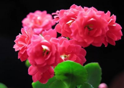 为什么长寿花不开花？怎么办？你想知道的原因在此