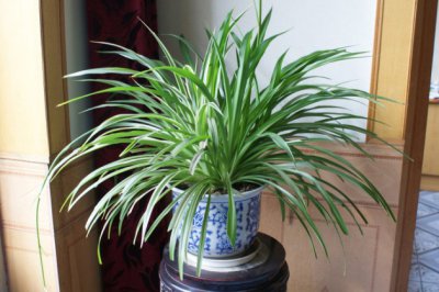 耐阴的室内植物花卉都有哪些？