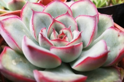 多肉植物需要施肥吗？多肉植物施肥用什么好？