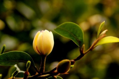 含笑花叶子发黄怎么办 含笑花叶子发黑怎么办