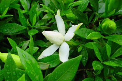 栀子花不好养？养不好栀子花的常见原因