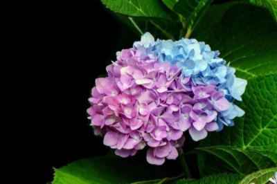 八仙花（绣球花）的养殖方法和注意事项
